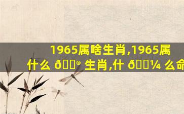 1965属啥生肖,1965属什么 💮 生肖,什 🌼 么命